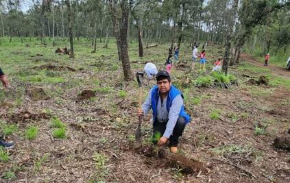 Inician reforestaciones en bosques de Cuautepec y Santiago Tulantepec