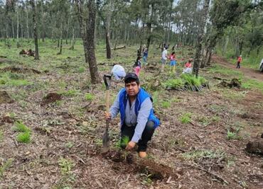 Inician reforestaciones en bosques de Cuautepec y Santiago Tulantepec