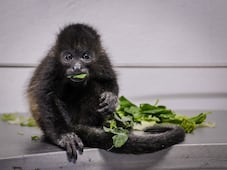 Galería: Rescatan a cría de mono aullador en peligro de extinción; será trasladada a Chiapas para su rehabilitación