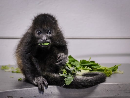 Galería: Rescatan a cría de mono aullador en peligro de extinción; será trasladada a Chiapas para su rehabilitación