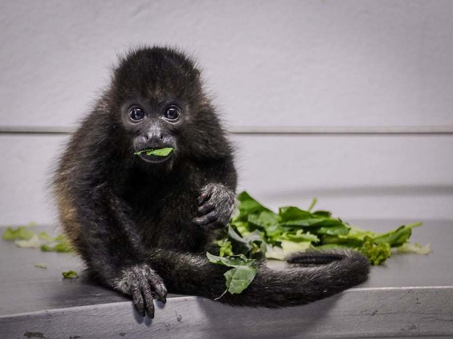 Rescatan a cría de mono aullador en peligro de extinción I Foto: Unidad de Rescate, Rehabilitación y Reubicación de Fauna Silvestre de Pachuca