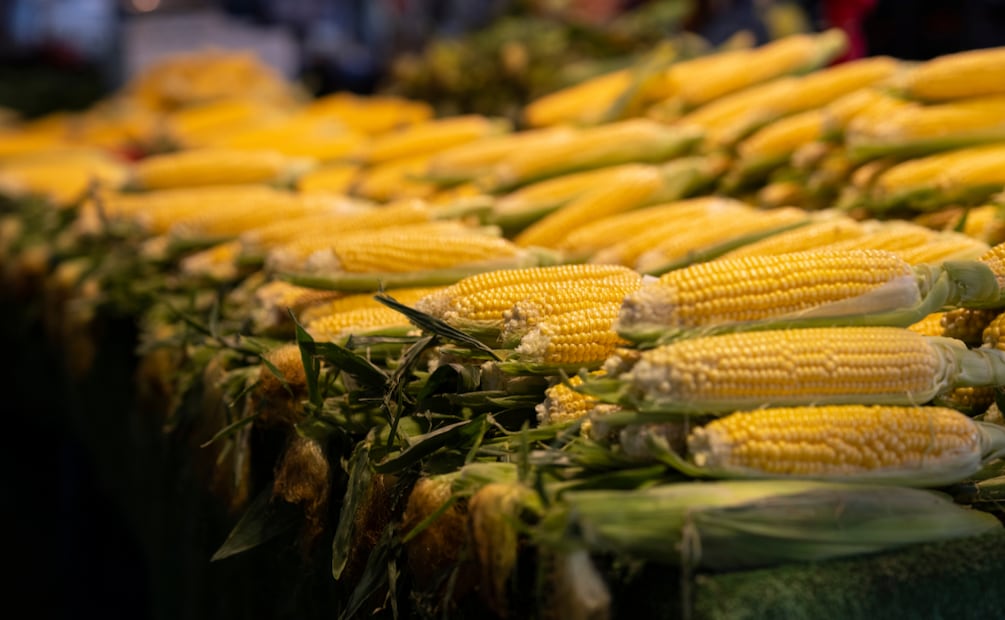 Productores de Hidalgo denuncian desplome del precio del maíz hasta 4 mil 800 pesos por tonelada | Foto: Pexels