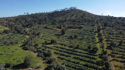 Hidalgo, cuna del pulque: tradición viva entre magueyes y sabores ancestrales