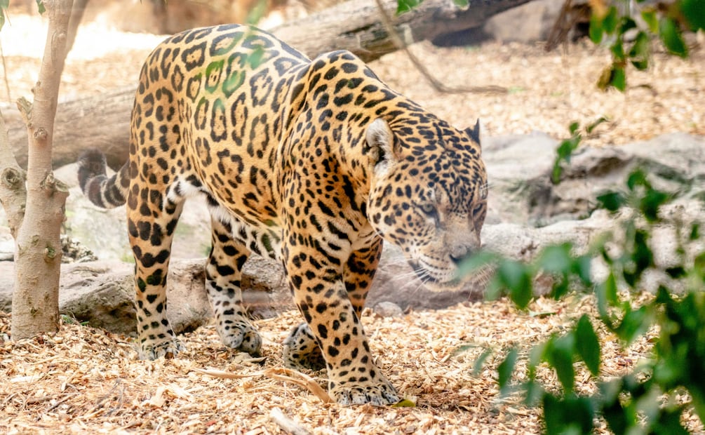 Hidalgo inicia la construcción del Programa Estatal para la Conservación del Jaguar | Foto: Pexels