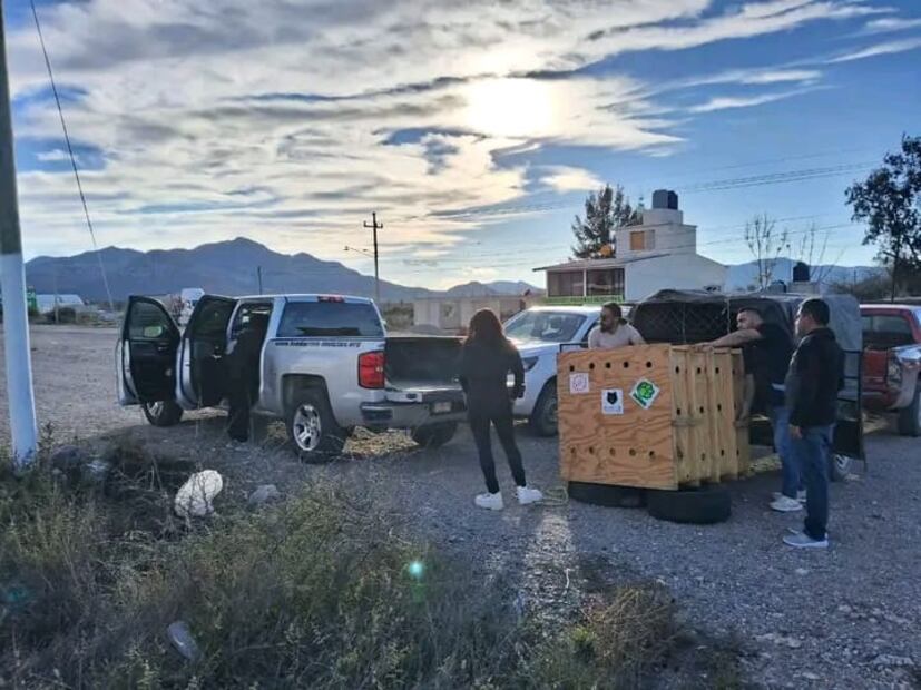 Jauría de perros atacan a venado en Jacala | Foto: Especial
