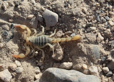 Reportan ausencia de intoxicaciones por picadura de alacrán en Hidalgo