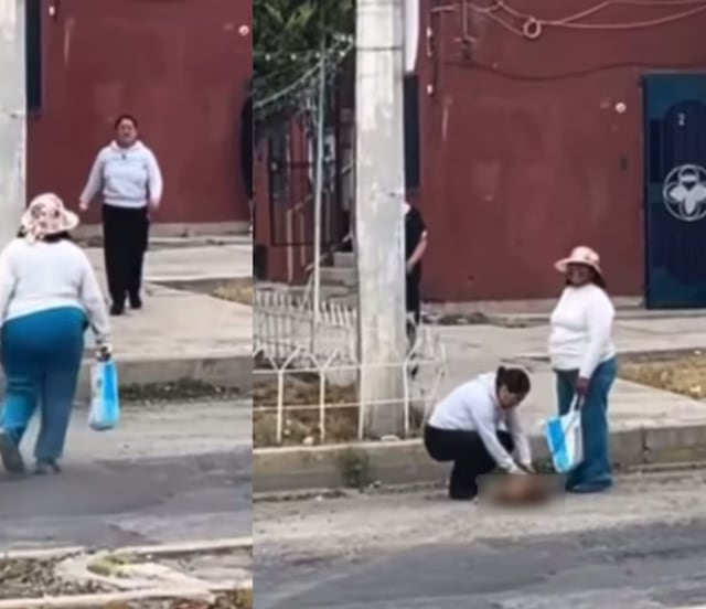 Causa indignación en Pachuca maltrato animal; colectivos exigen justicia y aplicación de reformas