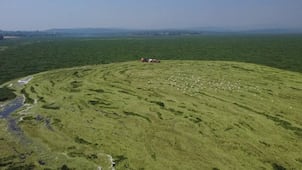 Presa Endhó mantiene dos máquinas operando contra el lirio acuático