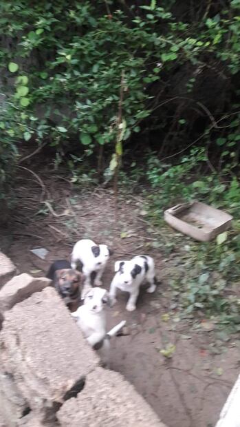 Protectora de animales en Huejutla pide denunciar maltrato | Foto: Especial