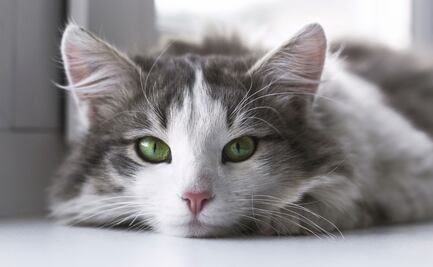 Razones para adoptar un gato si vives solo