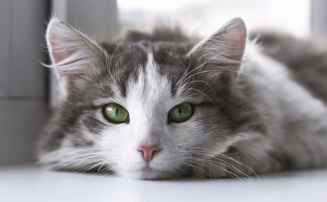 La ciencia respalda que tener un gato como compañero ofrece grandes beneficios | Foto: Pixabay