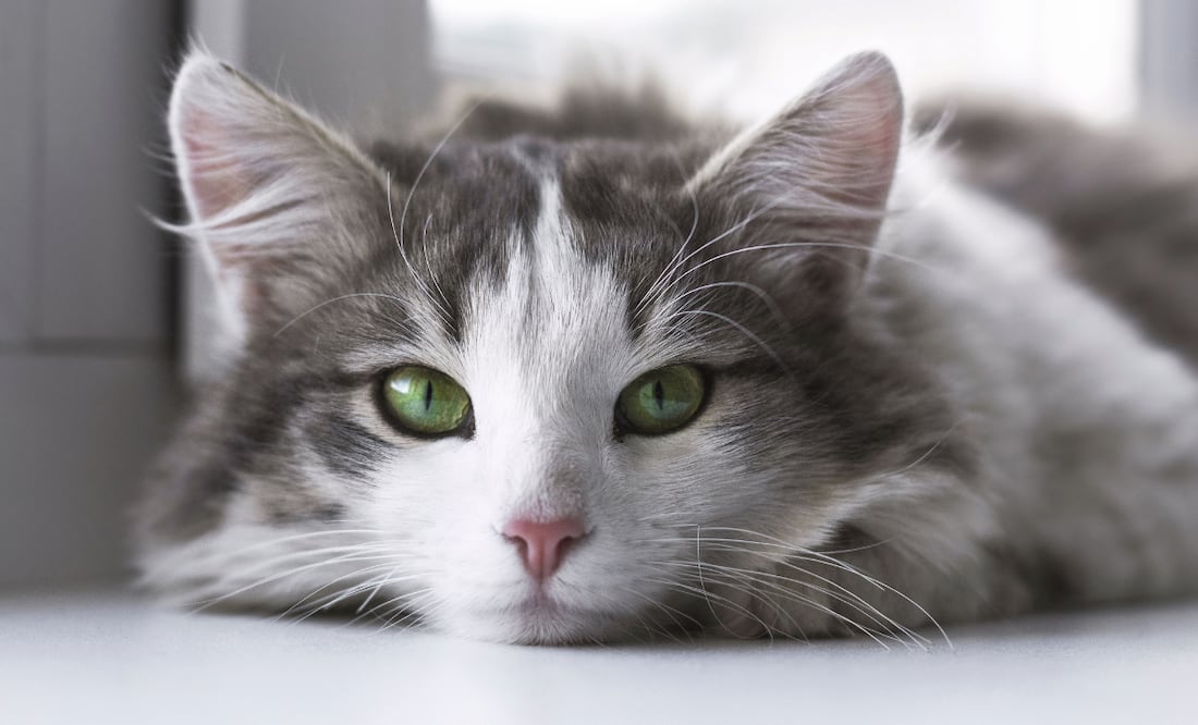 La ciencia respalda que tener un gato como compañero ofrece grandes beneficios | Foto: Pixabay