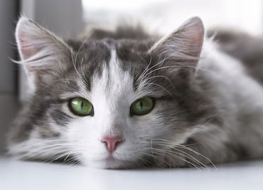 Razones para adoptar un gato si vives solo