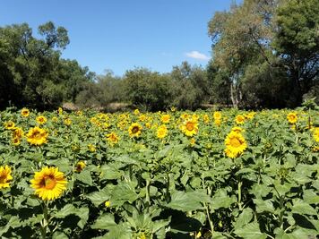 El campo polinizador de girasoles más grande de Hidalgo, está en Tula