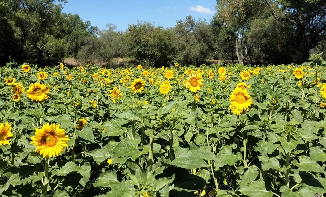 Foto: Joselyn Sánchez