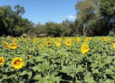 El campo polinizador de girasoles más grande de Hidalgo, está en Tula