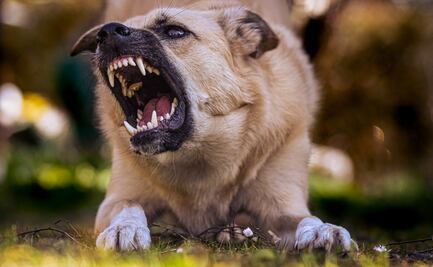 Aumentan mordeduras de animales en Hidalgo; perros y gatos, los principales agresores