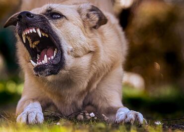 Aumentan mordeduras de animales en Hidalgo; perros y gatos, los principales agresores