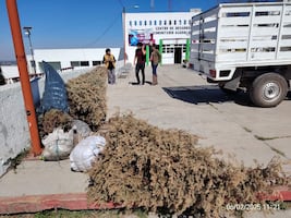 Tulancingo habilita centros de acopio para reciclar árboles de Navidad