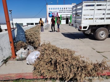 Tulancingo habilita centros de acopio para reciclar árboles de Navidad