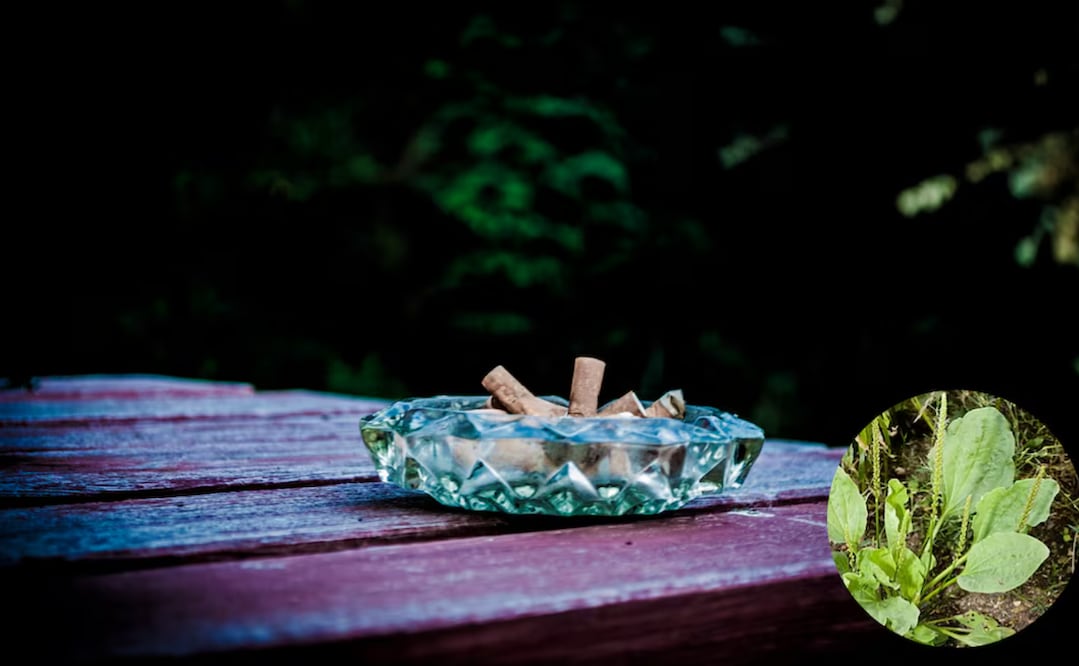 Una alternativa natural para combatir el tabaquismo y mejorar la salud respiratoria. Foto: El Universal