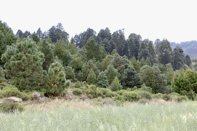 Reforestan 89 hectáreas para mitigar impacto de la autopista