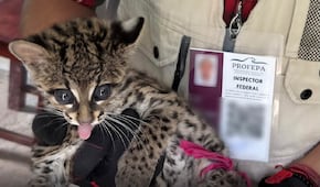 Rescatan a tigrillo en Calnali, especie en peligro de extinción