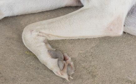 Surge nuevo caso de maltrato animal en Actopan