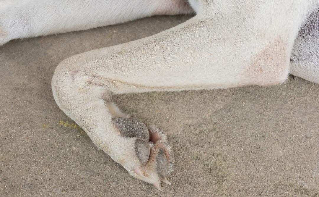 Al menos tres casos de maltrato animal que se han registrado en el municipio de Actopan en poco más de un año, el caso más reciente se dio, a través de una denuncia ciudadana.