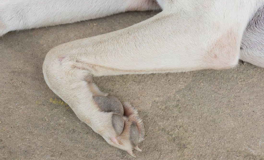 Al menos tres casos de maltrato animal que se han registrado en el municipio de Actopan en poco más de un año, el caso más reciente se dio, a través de una denuncia ciudadana.