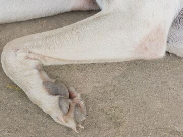 Surge nuevo caso de maltrato animal en Actopan