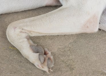 Denuncian maltrato animal en Bioparque Tekuayan; alcaldesa defiende que está fuera de contexto las imágenes