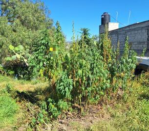 Tras cateo en Zempoala decomisan 237 plantas de marihuana en operativo de la FGR