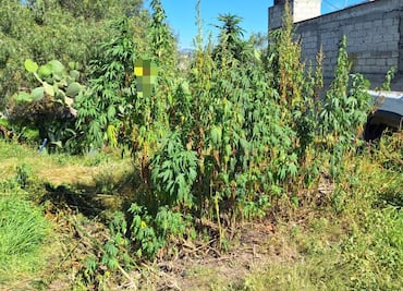 Tras cateo en Zempoala decomisan 237 plantas de marihuana en operativo de la FGR