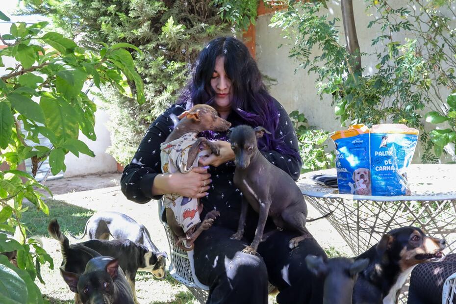 Los guardianes del inframundo: el legado vivo del xoloitzcuintle en Hidalgo | Foto: Josué Ortiz