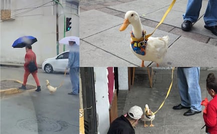 No es un perro, no es un gato, es Patricio el pato