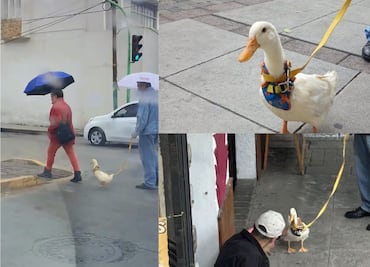 No es un perro, no es un gato, es Patricio el pato