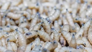  Incrementa en 61% casos de gusano barrenador en Hidalgo