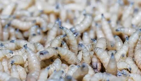  Incrementa en 61% casos de gusano barrenador en Hidalgo