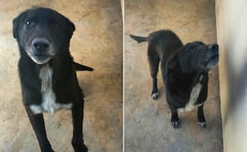 Rescatan a perro en presunto caso de maltrato en la colonia Loma de Pachuca