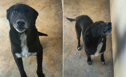 Rescatan a perro en presunto caso de maltrato en la colonia Loma de Pachuca