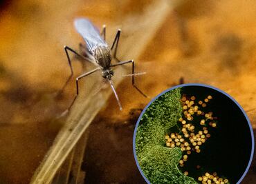 Moscos invaden comunidades cercanas a la presa Endhó; habitantes exigen solución