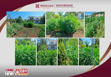 Aseguran vivero clandestino de marihuana en Agua Blanca