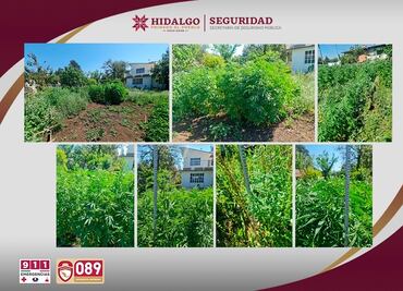 Aseguran vivero clandestino de marihuana en Agua Blanca