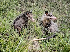 Devuelven a la naturaleza 32 ejemplares de fauna silvestre rehabilitados en Pachuca