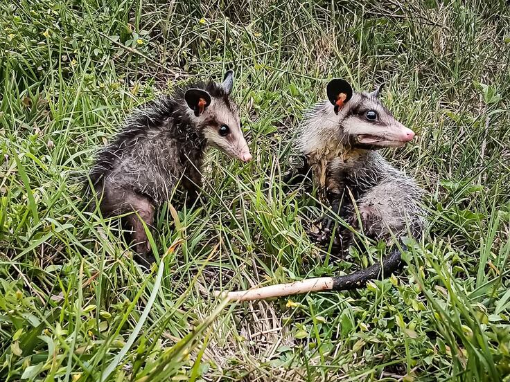 Devuelven a la naturaleza 32 ejemplares de fauna silvestre rehabilitados en Pachuca