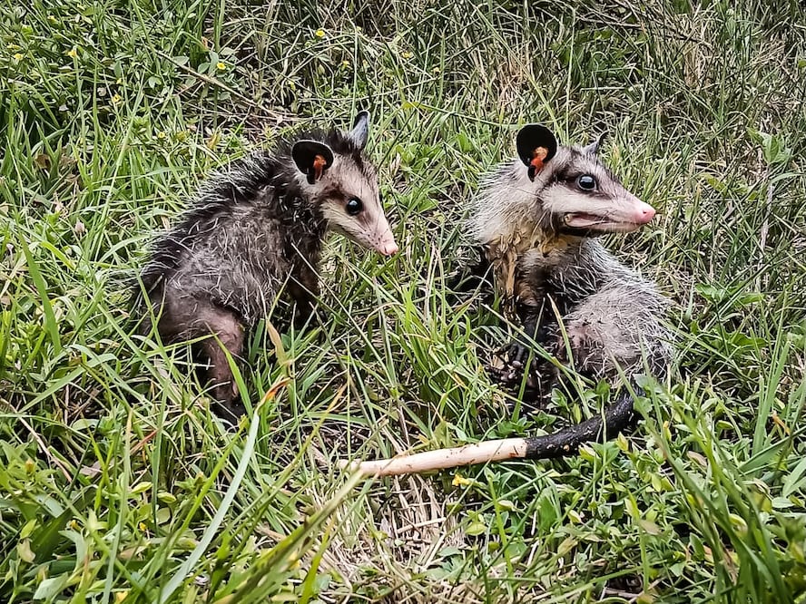 Con esta quinta liberación del año, ya son 76 ejemplares devueltos a la naturaleza durante 2026 | Foto:  Unidad de Fauna