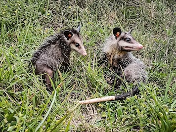 Devuelven a la naturaleza 32 ejemplares de fauna silvestre rehabilitados en Pachuca
