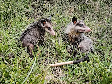 Devuelven a la naturaleza 32 ejemplares de fauna silvestre rehabilitados en Pachuca