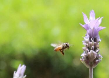En Hidalgo sólo 47 municipios tienen dirección de medio ambiente